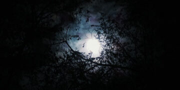 Gecenin Karanlığı Da Şarkı Söyler