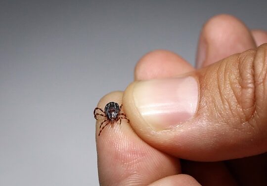 Sıcak Havalarda Kırım Kongo Vakalarına Dikkat